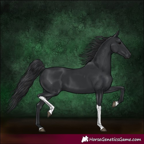 Horse Color:Black Tobiano 