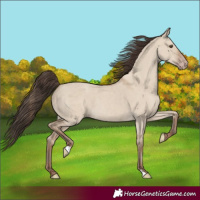 Horse Color:Classic Champagne Dun 