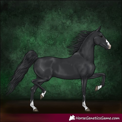 Horse Color:Black 