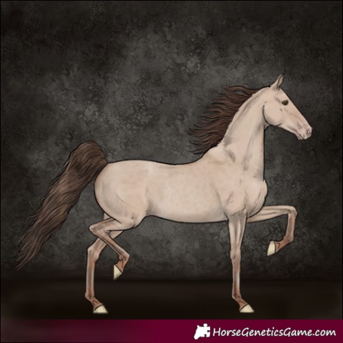 Horse Color:Classic Champagne Dun Rabicano 