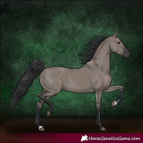 Horse Color:Grullo Rabicano 