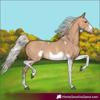 Horse Color:Silver Bay Dun Sabino Tobiano Frame Rabicano 