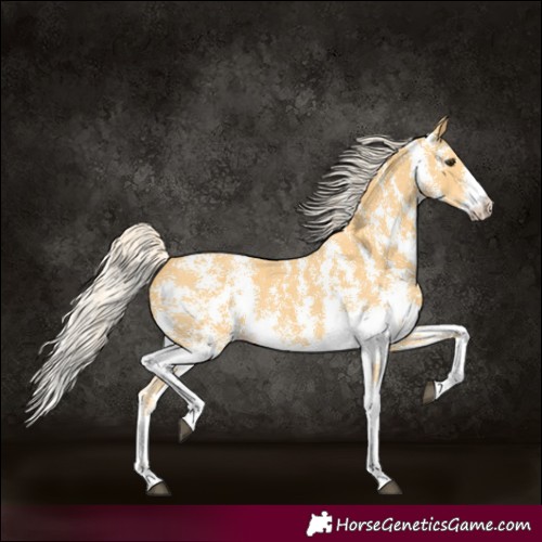 Horse Color:Palomino Sabino 