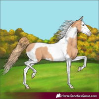 Horse Color:Gold Champagne Splash Tobiano