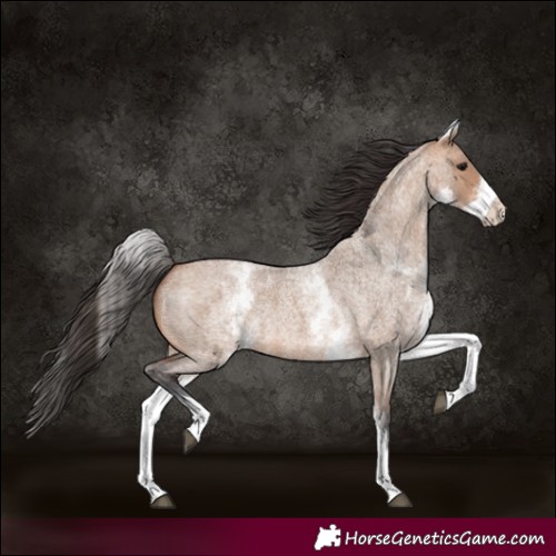 Horse Color:White Spotted Bay Roan Dun 