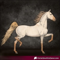 Horse Color:Red Dun Roan 