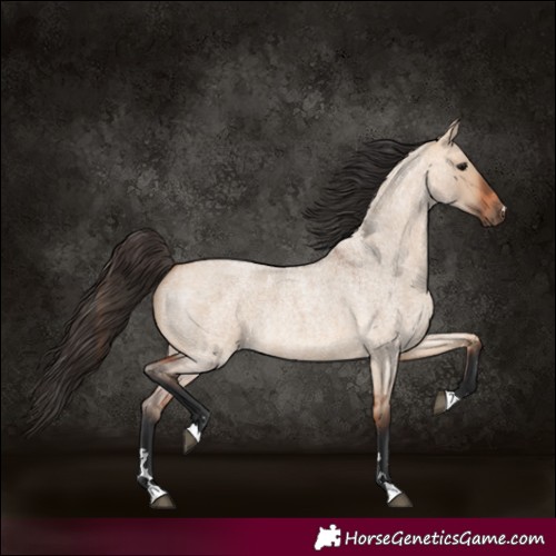 Horse Color:Bay Roan Dun Rabicano 
