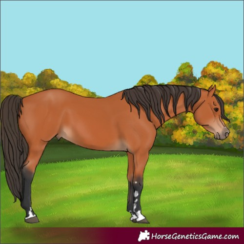 Horse Color:Unknown 