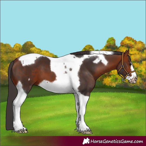 Horse Color:Bay Tobiano Frame 