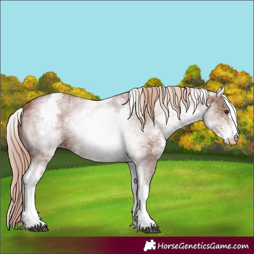 Horse Color:White Spotted Chestnut Sabino