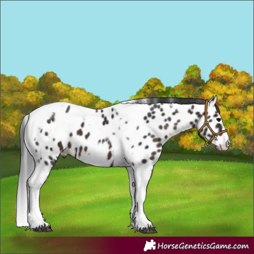 Horse Color:Brown Tobiano Frame Appaloosa 