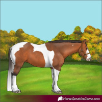 Horse Color:White Spotted Bay Tobiano