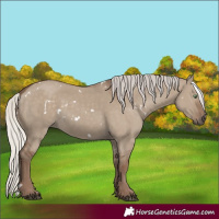 Horse Color:White Spotted Silver Grullo Rabicano 