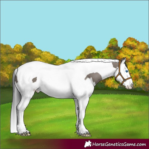 Horse Color:Grullo Splash Tobiano 