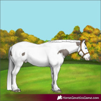 Horse Color:Grullo Splash Tobiano