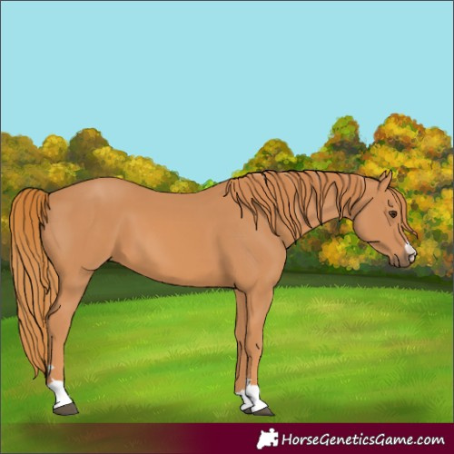 Horse Color:Unknown 