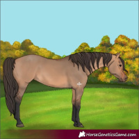 Horse Color:Bay Dun