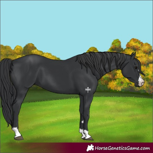 Horse Color:Black 