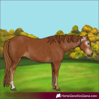 Horse Color:Gray Chestnut  and Gray Chestnut 
