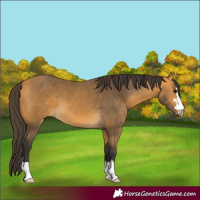 Horse Color:Buckskin 