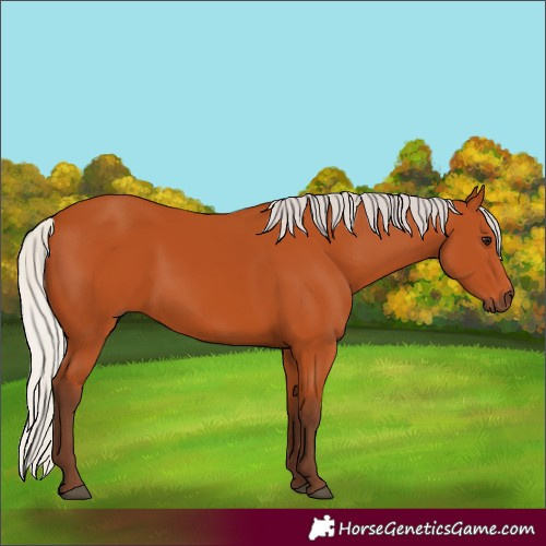 Horse Color:Silver Bay 
