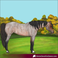 Horse Color:Brown Roan 