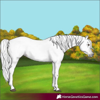 Horse Color:Gray Chestnut Appaloosa 