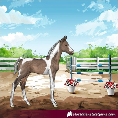 Horse Color:Silver Brown Dun Tobiano 