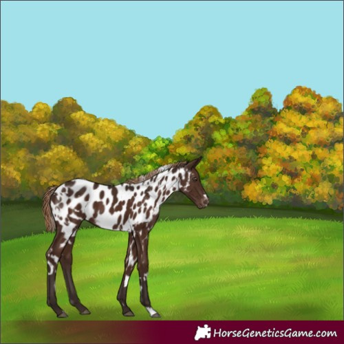 Horse Color:White Spotted Liver Chestnut Near Leopard 
