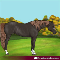Horse Color:Liver Chestnut Rabicano