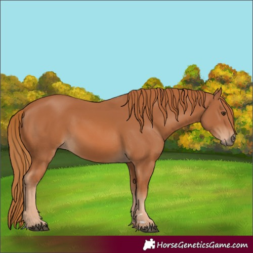 Horse Color:Chestnut 