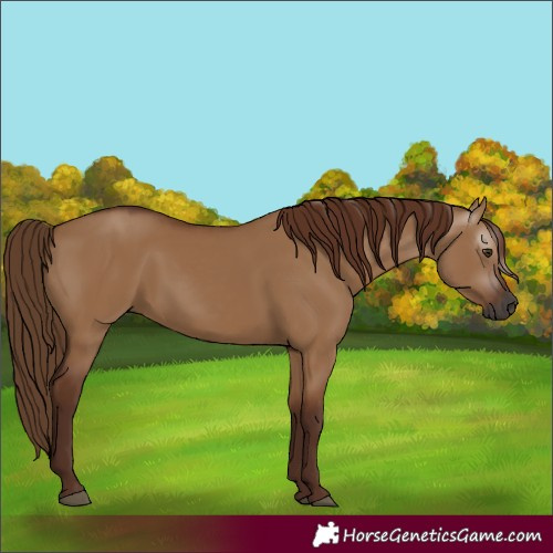 Horse Color:Gray Red Dun Rabicano 