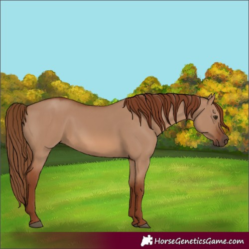 Horse Color:Red Dun Rabicano 