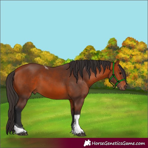 Horse Color:Bay Tobiano