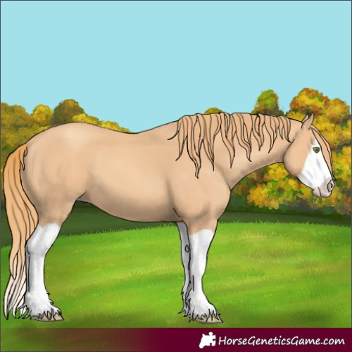 Horse Color:Gold Champagne Splash 