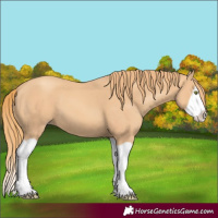 Horse Color:Gold Champagne Splash