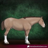Horse Color:Classic Champagne Splash 