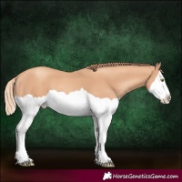Horse Color:Gold Champagne Splash 