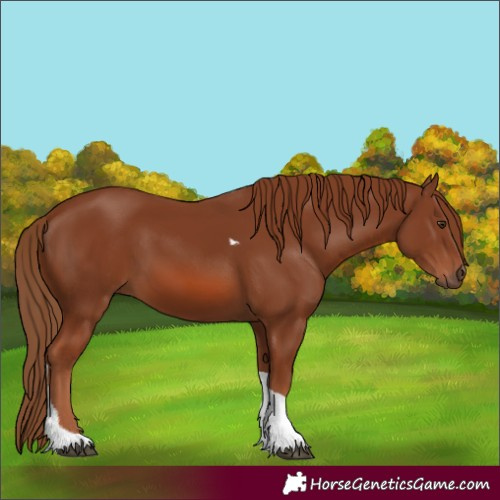 Horse Color:Chestnut Tobiano 