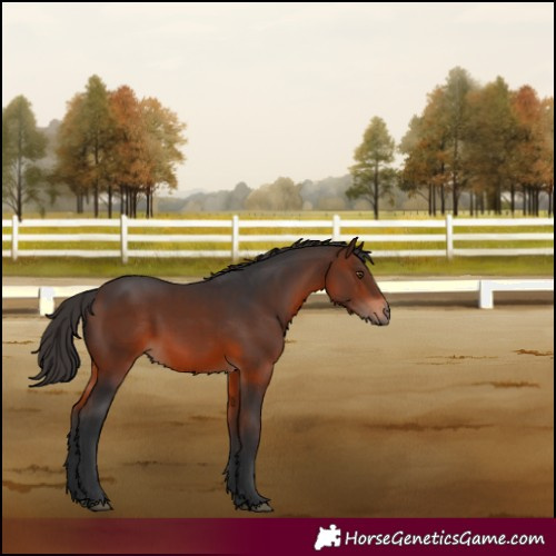 Horse Color:Brown 