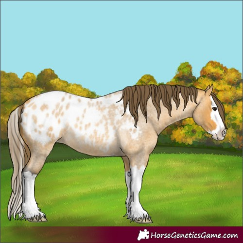 Horse Color:Buckskin Roan Splash Blanket