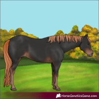 Horse Color:Liver Chestnut 