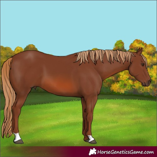 Horse Color:Chestnut 