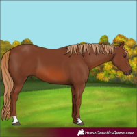 Horse Color:Chestnut 