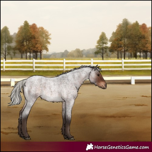 Horse Color:Silver Brown Roan 