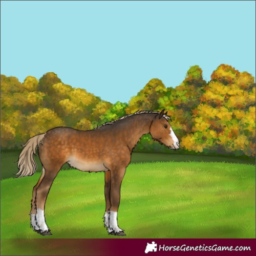 Horse Color:Chocolate Palomino 