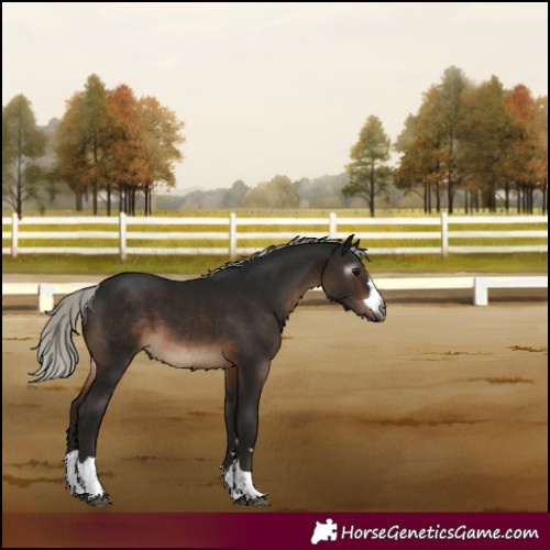 Horse Color:Gray Silver Brown 