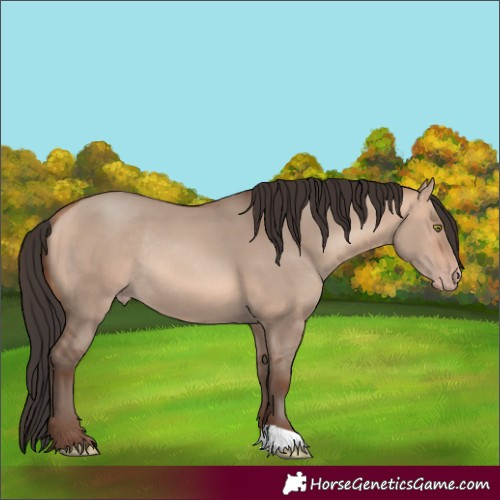 Horse Color:Sable Champagne Dun Rabicano 