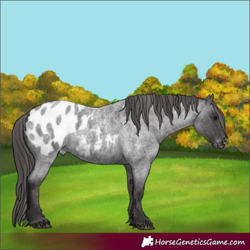 Horse Color:Smoky Blue Roan Appaloosa 