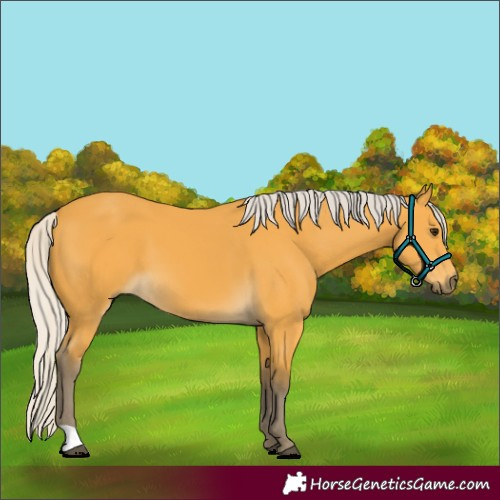 Horse Color:Silver Buckskin 